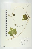 藏品(單子瓜、星瓜、刺果瓜)的圖片