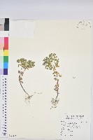 藏品(荸艾類大戟)的圖片