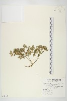 藏品(星果佛甲草)的圖片