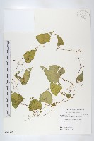 藏品(黑果馬交兒)的圖片