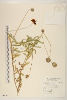 藏品(天人菊)的圖片