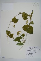 藏品(薄葉牛皮消)的圖片