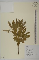 藏品(厚葉衛矛, 源一木)的圖片