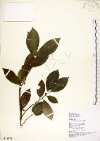 藏品(菲律賓榕)的圖片