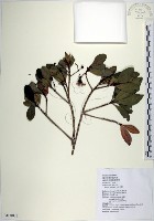 藏品(樹杞)的圖片