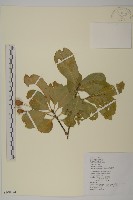 藏品(厚葉衛矛, 源一木)的圖片