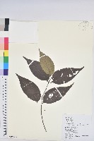 藏品(披針葉饅頭果)的圖片