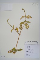 藏品(印度牛膝、土牛藤)的圖片