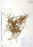 藏品(無根草)的圖片