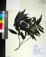 藏品(薄葉玉心花)的圖片