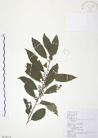 藏品(台灣山桂花)的圖片