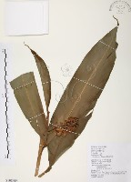 藏品(普萊氏月桃、短穗山姜)的圖片