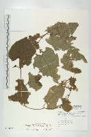 藏品(芋葉括樓)的圖片