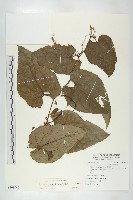 藏品(芋葉括樓)的圖片