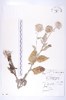 藏品(臺灣青木香)的圖片