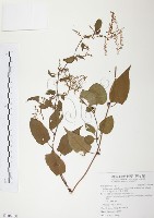 藏品(台灣何首烏)的圖片