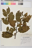 藏品(桶鉤藤)的圖片