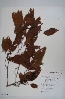 藏品(臺灣赤楊、臺灣榿木)的圖片