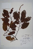 藏品(臺灣赤楊、臺灣榿木)的圖片