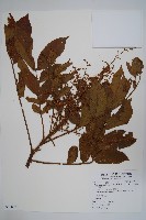 藏品(羅氏鹽膚木)的圖片