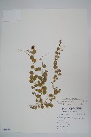 藏品(普刺特草)的圖片