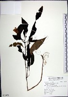 藏品(角桐草、台灣半蒴苣苔)的圖片