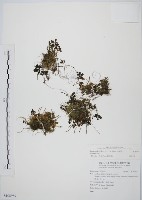 藏品(山椒草)的圖片