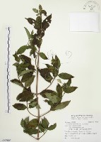 藏品(毛玉葉金花)的圖片