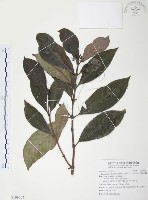 藏品(九節木、牛屎烏、青龍吐霧)的圖片