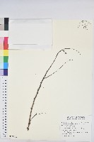 藏品(多花油柑、白仔)的圖片