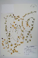 藏品(普刺特草)的圖片