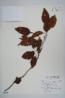 藏品(臺灣赤楊、臺灣榿木)的圖片