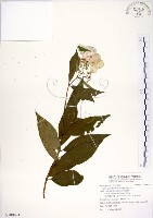 藏品(華八仙)的圖片