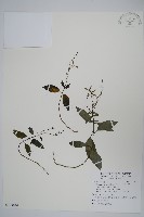 藏品(針刺草)的圖片