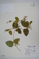 藏品(鷗蔓)的圖片