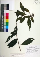 藏品(台北玉葉金花)的圖片