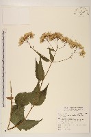 藏品(田代氏澤蘭)的圖片