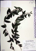 藏品(水雞油)的圖片