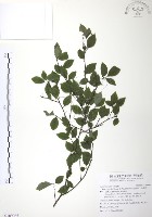 藏品(燈稱花、烏雞骨)的圖片