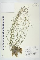 藏品(玉山筷子芥)的圖片