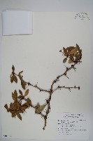 藏品(臺灣小蘗)的圖片