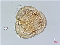 藏品(玉山杜鵑)的圖片