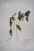 藏品(紫花鳳仙花)的圖片