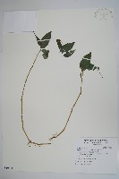 藏品(紫花鳳仙花)的圖片