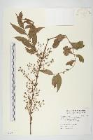 藏品(臺灣馬桑)的圖片