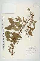 藏品(臺灣馬桑)的圖片