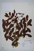 藏品(巴西乳香)的圖片