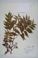 藏品(黃連木、爛心木)的圖片