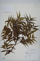 藏品(黃連木、爛心木)的圖片