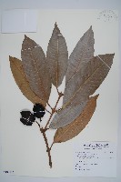 藏品(美女芒、羹大利)的圖片